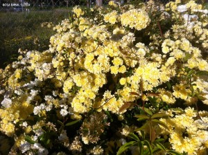 Rosa banksiae 'Lutea'